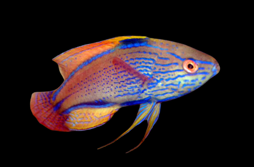 SUPER MALE lineatus fairy wrasse / cirrhilabrus lineatus