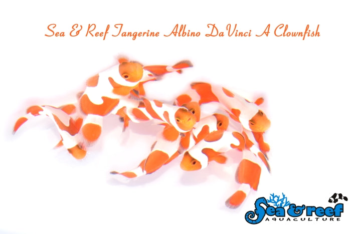 tangerine davinci grade A clownfish / a. ocellaris