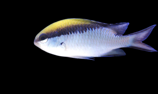 barrier reef chromis / chromis nitida