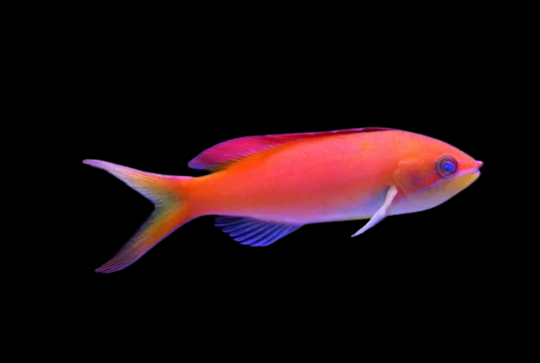 dispar anthias / pseudanthias dispar