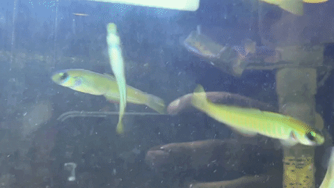 zebra barred dartfish - ptereleotris zebra