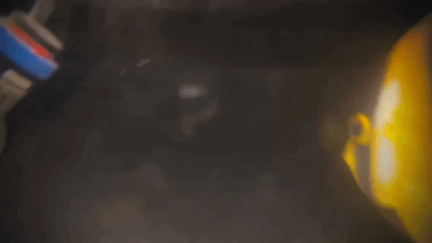 scribbled angelfish / chaetodontoplus duboulayi