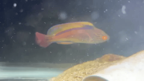 SUPER MALE lineatus fairy wrasse / cirrhilabrus lineatus