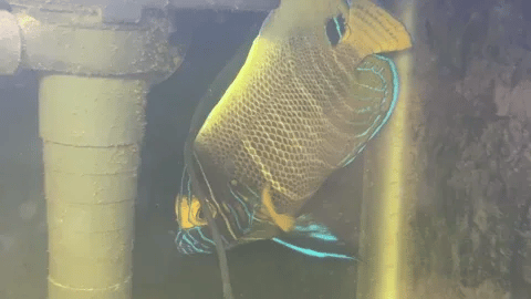 blueface angelfish / pomacanthus xanthometopon