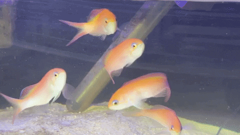 dispar anthias / pseudanthias dispar