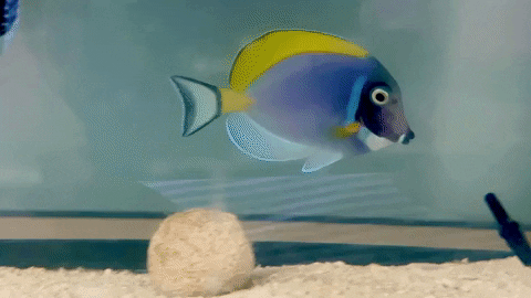 powder blue tang / acanthurus leucosternon