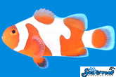 tangerine davinci grade A clownfish / a. ocellaris
