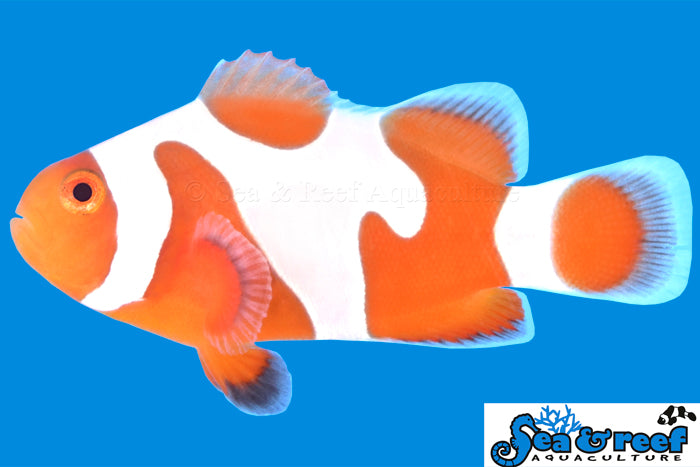tangerine davinci grade A clownfish / a. ocellaris