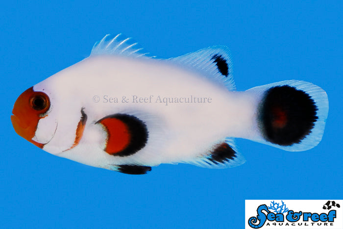 wyoming white clownfish / a. ocellaris