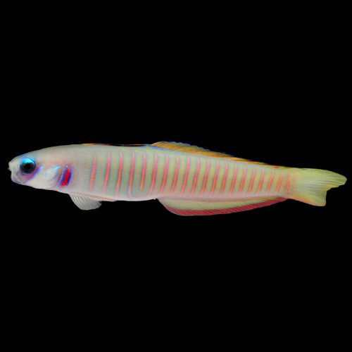 zebra barred dartfish - ptereleotris zebra