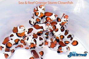 orange storm clownfish / a. ocellaris