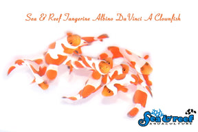 tangerine davinci grade A clownfish / a. ocellaris