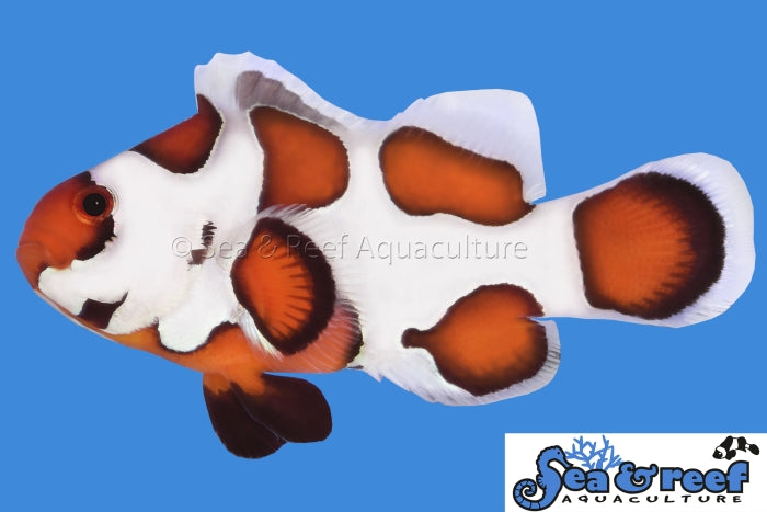orange storm clownfish / a. ocellaris