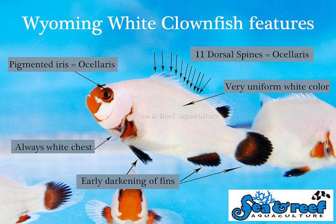 wyoming white clownfish / a. ocellaris