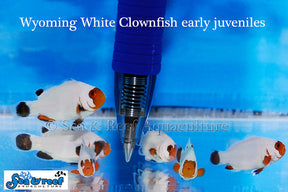wyoming white clownfish / a. ocellaris
